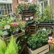 Floral Curiosity Florist in Hedon