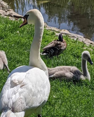 Mill Pond Park in Norton